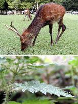 Nara Park nettles grow poison thorns as defense against deer?