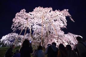 Cherry tree lit up in Fukushima town