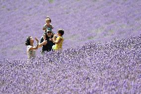 Lavender flowers bloom at Hokkaido farm