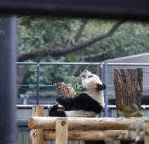Panda at Tokyo zoo