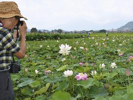 Lotus flowers in full bloom