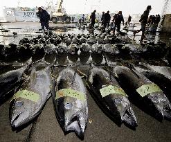 1st fish haul landed at Shiogama port since quake-tsunami