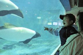 Aquarium, zoo in Miyagi reopen