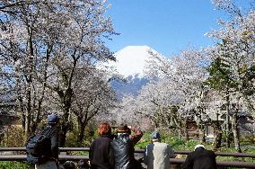 Cherry blossoms near Mt. Fuji in full bloom