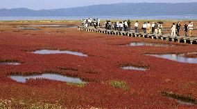 Red carpet of common glasswort seen in Hokkaido