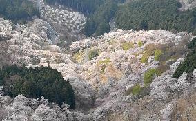 Mt. Yoshino in Nara