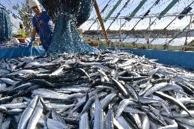 First saury landing in Fukushima