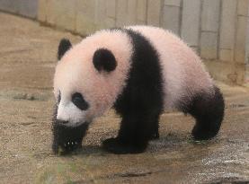 Baby giant panda Xiang Xiang