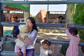 White elephants in Myanmar