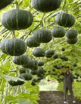 Squashes are hung in air