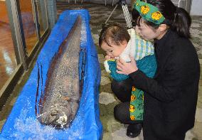 Mysterious fish on display at aquarium in central Japan