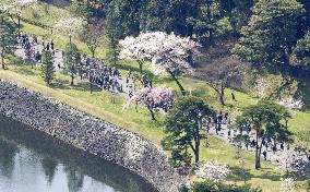 Cherry blossoms at Imperial Palace in Tokyo