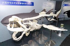 Replica of megamouth shark skeleton