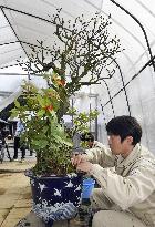 New Year preparations at Imperial Palace
