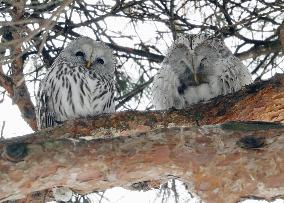 Ural owls in quake-hit Japanese town