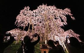 Ancient cherry tree in Japan