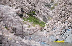 Cherry blossoms in full bloom in central Tokyo