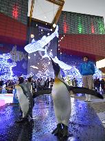 Penguins put light on winter illumination