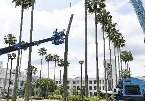 Osaka univ. removes six-decade symbolic palm trees for safety
