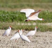 Japanese crested ibis