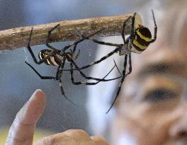 Spider fighting in Japan