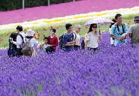 Lavender fields in northern Japan