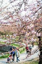 'Sakura' cherry blossoms bloom in northernmost Hokkaido