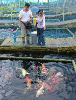 Koi virus sends chill over Singapore koi hotels