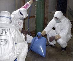 Kyoto farm starts culling chickens in bird flu outbreak