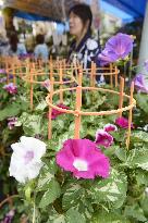 Morning Glory Market starts in Tokyo