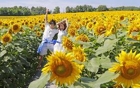 Best season to view sunflowers in Hokkaido town