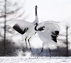 Red-crowned cranes in northern Japan