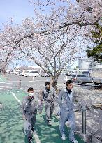 Cherry blossoms at Fukushima nuclear plant