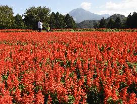 Salvia flowers in full bloom in Tottori