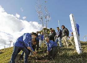 Tree in tsunami-hit area