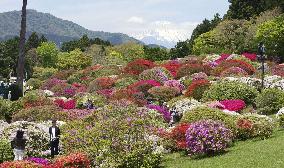 Azaleas in full bloom in Hakone