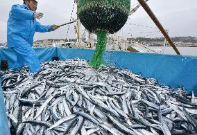 Catch of saury in northeastern Japan