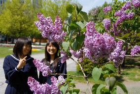 'Lilac Festival' begins in Sapporo