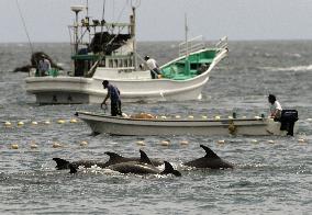 Dolphin hunt near Wakayama cove