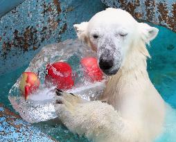 Ice block presented to polar bear at Osaka zoo