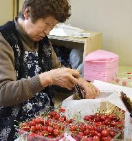 Sato-Nishiki cherries prepared for shipment for year's 1st auction