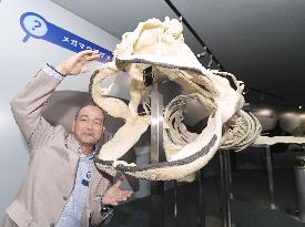 Replica of megamouth shark skeleton