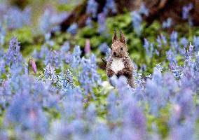 Hokkaido squirrel in Japan