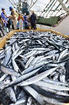 First saury landing in Fukushima