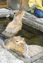 Capybaras take bath in Japanese pasture