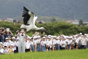 4 storks released after mother's death