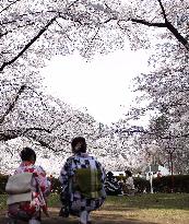 Cherry blossoms in Japan