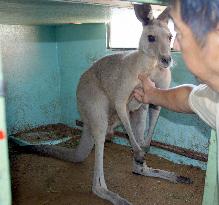 Kangaroo escapes from zoo, recaptured in rice field