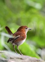 Endangered bird in newly designated nat'l park in Okinawa