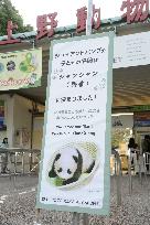 Pandas at Ueno Zoo in Tokyo